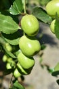 Jujube jojoba plant tree