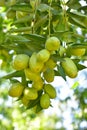 Jujube jojoba plant tree