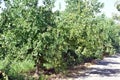 Jujube jojoba plant tree