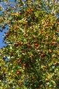 Jujube rich harvest on a tree