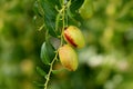 Jujube small deciduous tree with shiny green ovate acute leaves and light green edible fruit growing in local garden on warm sunny