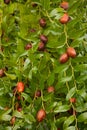 Jujube tree Royalty Free Stock Photo