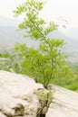 The jujube tree grows in crevices Royalty Free Stock Photo