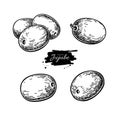 Jujube vector drawing. Chinese Date isolated illustration. Hand drawn botanical berries