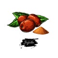 Jujube vector drawing. Chinese Date isolated illustration. Hand drawn botanical berries and leaves with powder.