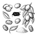 Jujube vector drawing. Chinese Date isolated illustration. Hand drawn botanical branch, dried berries, leaves