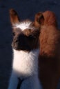 jujuy argentina llama face closeup mountain