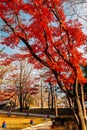 Jukseoru Pavilion autumn maple forest in Samcheok, Korea