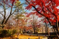 Jukseoru Pavilion autumn maple forest in Samcheok, Korea