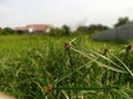 Jukut Pendul is a grass plant belonging to the Cyperaceae family that grows in meadows