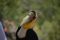 julang emas. wreathed hornbill Royalty Free Stock Photo