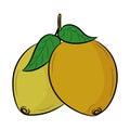 Doodle lemon fruit with hand drawn vector illustration