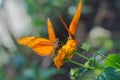 Julia butterflies Dryas iulia Royalty Free Stock Photo