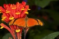 Julia Butterfly, dryas julia, Adult standing on Flower Royalty Free Stock Photo