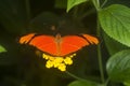 Julia Butterfly, dryas julia, Adult standing on Yellow Flower Royalty Free Stock Photo