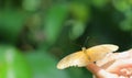 Julia Butterfly (Dryas iulia) Royalty Free Stock Photo