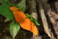 Julia butterfly - Dryas iulia, beautiful orange brushfoot butterfly