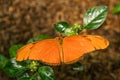 Julia butterfly - Dryas iulia, beautiful orange brushfoot butterfly