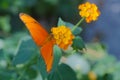 Julia butterfly Dryas iulia Royalty Free Stock Photo