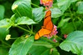 Julia butterfly, Dryas iulia, on a lantana flower Royalty Free Stock Photo