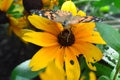 Julia Butterfly on the flower Royalty Free Stock Photo