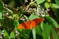 Julia butterfly on flower in rainforest. Royalty Free Stock Photo