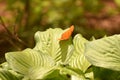 Opened winges Julia butterfly sitting on a bed of leaves Royalty Free Stock Photo