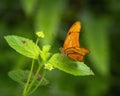 Julia butterfly perched on a leaf at the Butterfly House of the Forth Worth Botanical Gardens. Royalty Free Stock Photo