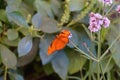 Julia butterfly on  pink flower Royalty Free Stock Photo