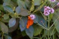 Julia butterfly on pink flower Royalty Free Stock Photo