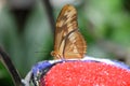 Julia Butterfly on Red Butterfly feeder