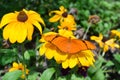 Julia Butterfly on the sunflower Royalty Free Stock Photo