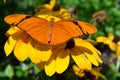 Julia Butterfly on the sunflower Royalty Free Stock Photo