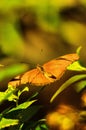 A Julia butterfly taking off from a leaf