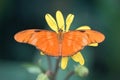 Julia butterfly in yellow flower Dryas iulia. Close-up Royalty Free Stock Photo