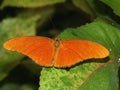 Julia Heliconian Butterfly