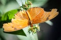 Julia Heliconian Dryas Julia