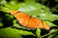 Julia Heliconian Dryas Julia