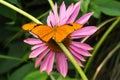 Julia Heliconian Orange Butterfly with Pink Flower