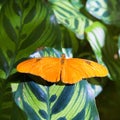 Julia longwing butterfly Dryas iulia in leaf