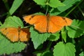 Julia Longwing Butterfly Royalty Free Stock Photo