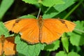 Julia Longwing Butterfly Royalty Free Stock Photo