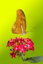 Julia Longwing Butterfly Royalty Free Stock Photo