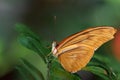 Julia Longwing Butterfly Royalty Free Stock Photo