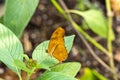 Julia Longwing butterfly in summer garden Royalty Free Stock Photo