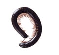 Julidae. Dark brown and orange millipede, about 7cm long, Europe. Isolated on white background. Part coiled.