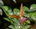 Julie butterfly orange colored insect Royalty Free Stock Photo