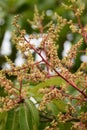 Julie Mango Tree Flowering