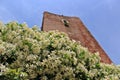Juliet Tower with blue sky and white flowers
