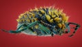 Julodis buprestidae beetle macro photo Royalty Free Stock Photo